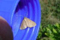 Calopteryx splendens splendens