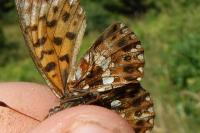 Lasiommata megera