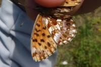 Ochlodes sylvanus