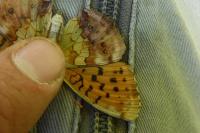Polyommatus icarus