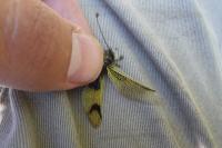 Gonepteryx rhamni