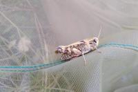 Aglais io