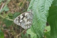 Euphydryas aurinia aurinia