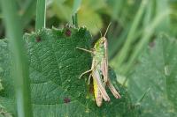 Grammoptera ruficornis