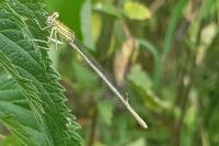 Pseudopanthera macularia