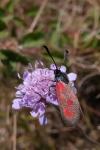 Zygaena loti
