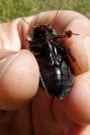 Erebia medusa