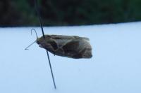 Epitheca bimaculata