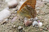Pseudochorthippus parallelus parallelus