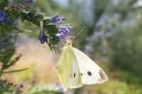 Aricia agestis