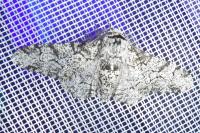Hydropsyche siltalai