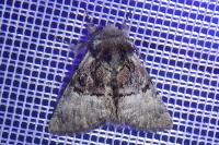 Coenonympha pamphilus