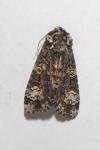Pyrochroa serraticornis