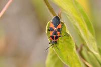 Isorhipis melasoides