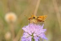 Aglais urticae