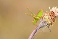 Tettigonia viridissima