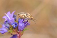 Melitaea didyma