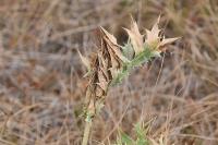 Ulopa reticulata