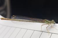 Pseudochorthippus parallelus parallelus