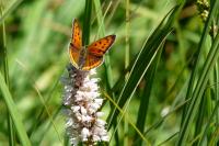 Melanargia galathea