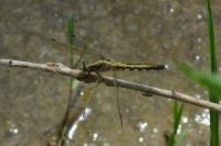 Vincenzellus ruficollis