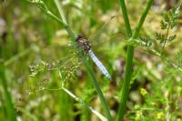 Euthystira brachyptera brachyptera