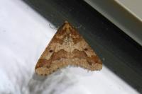 Diura bicaudata