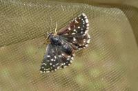 Aeshna cyanea