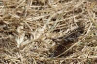 Cabera pusaria