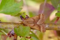Cercyon obsoletus