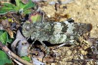 Euthystira brachyptera brachyptera
