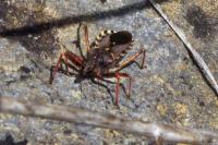Epiblema similana