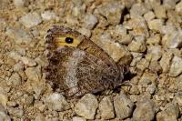 Pisaura mirabilis