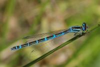 Camptogramma bilineata