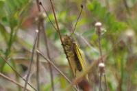 Thymelicus acteon