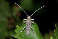 Aphantopus hyperantus