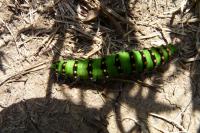 Platycleis albopunctata albopunctata