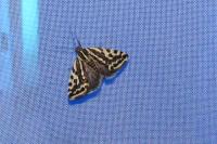 Pyronia tithonus