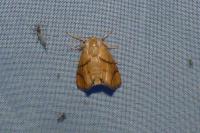 Laemophloeus monilis