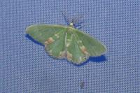 Nymphalis polychloros