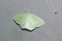 Coenonympha pamphilus