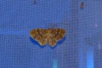 Apertochrysa prasina