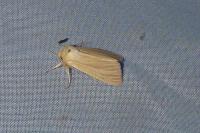 Larinioides patagiatus