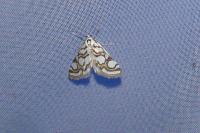 Pieris napi