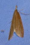Agriotes lineatus