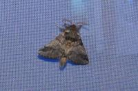 Palomena prasina