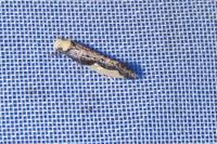 Cordulia aenea