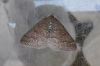 Cetonia aurata