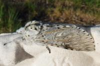 Tibellus oblongus