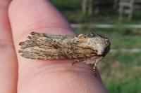 Diaphora mendica